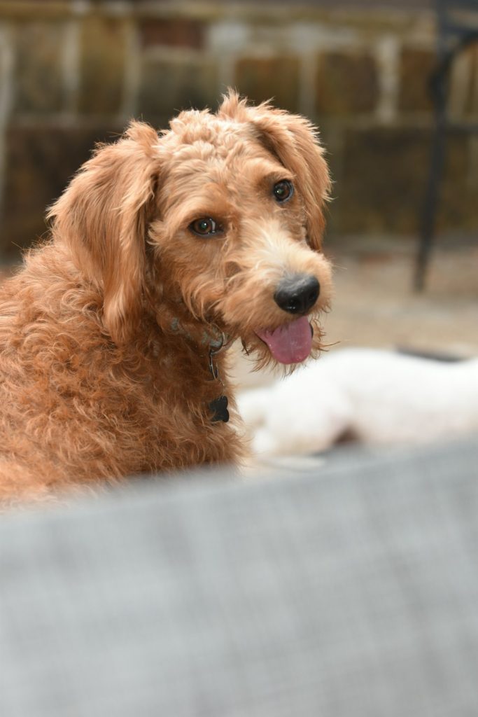 Happy goldendoodle puppy