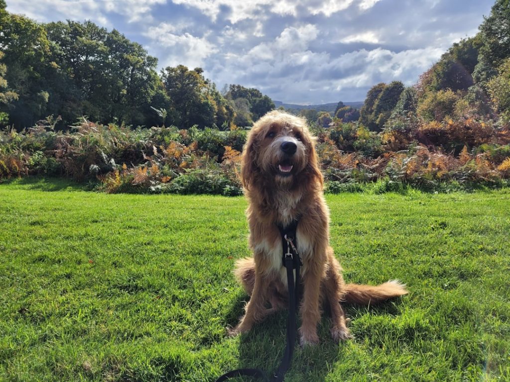 a-dog-sitting-in-a-grassy-field-ffsvkkkvrs0