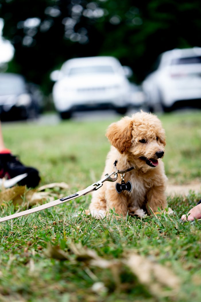 Cute Golden Doodle puppy sitting on grass, leashed outdoors with blurred cars in the background.