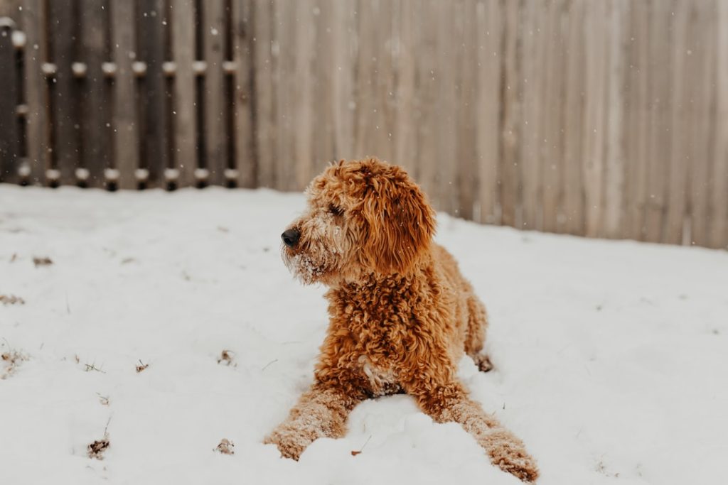 adult-brown-dog-on-white-surface-xoi0gre-bck