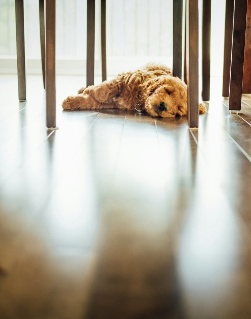 brown-long-coat-dog-lying-on-floor-inside-well-lit-room-is9q6cmfw8