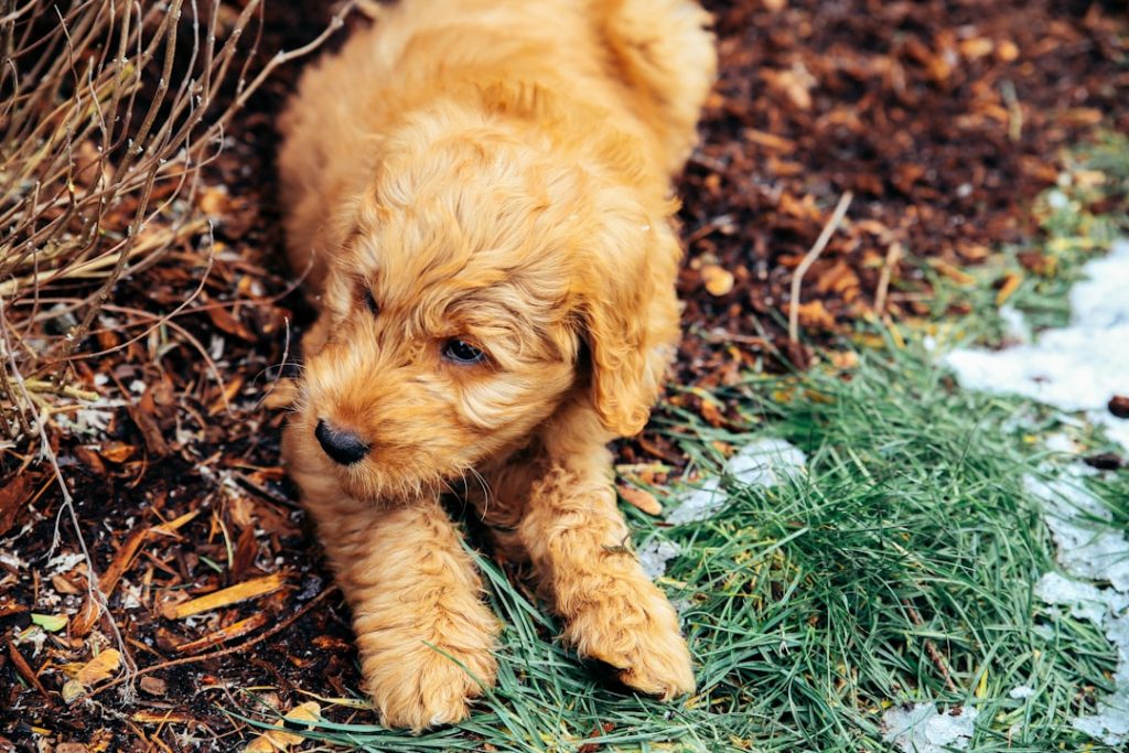 Golden Doodle Puppy