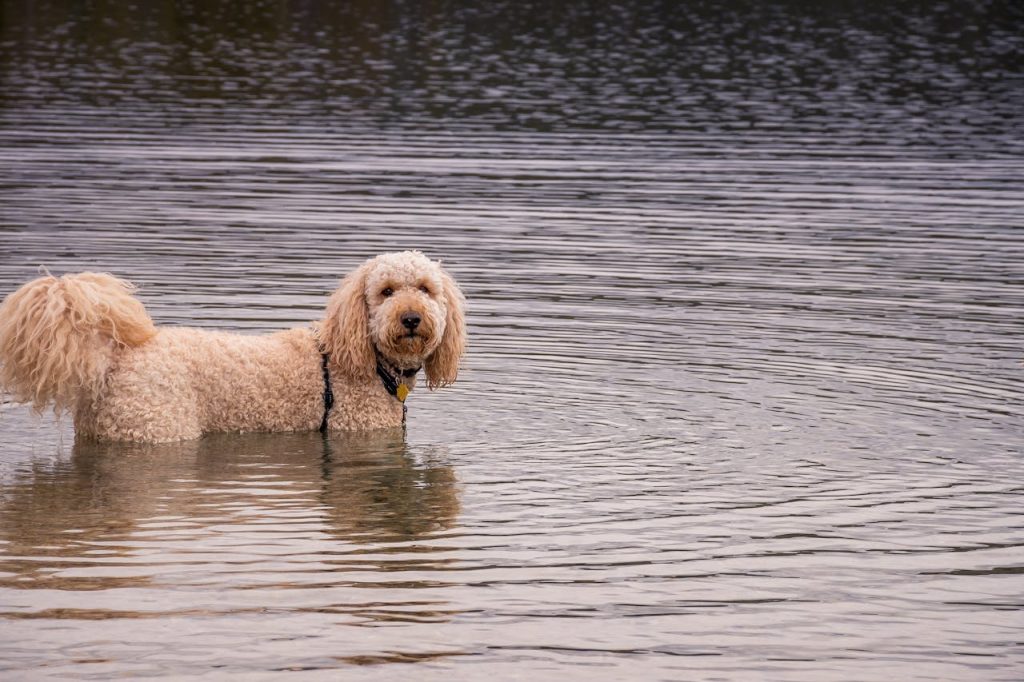 A Goldendoodle stands in the serene waters of a lake in Stanley, Idaho.