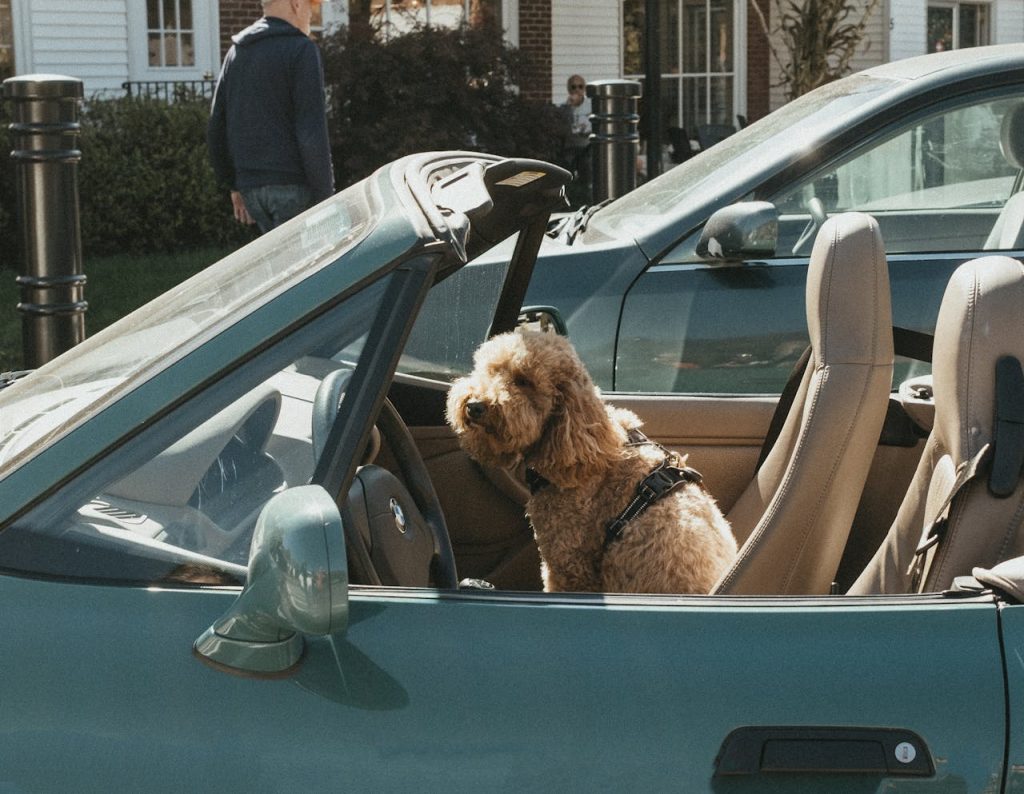 A Golden Doodle sitting in a convertible car enjoying a sunny day outdoors.