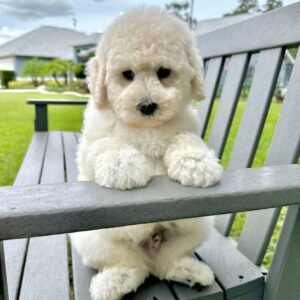Dumpling