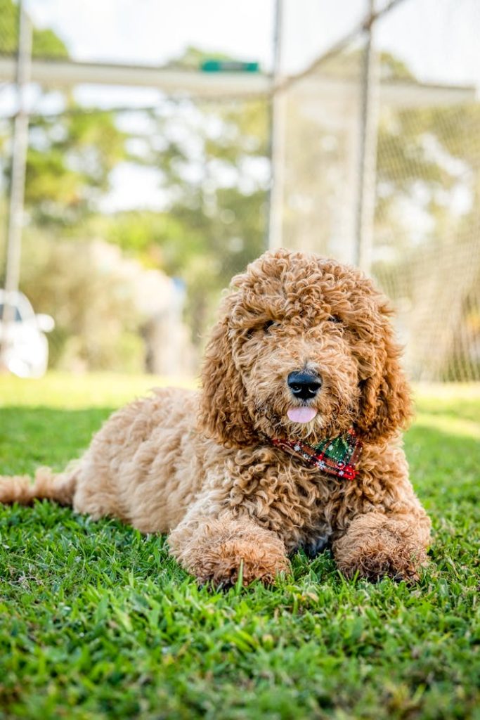 Cute curly Goldendoodle dog lying in a sunny field with a playful expression.