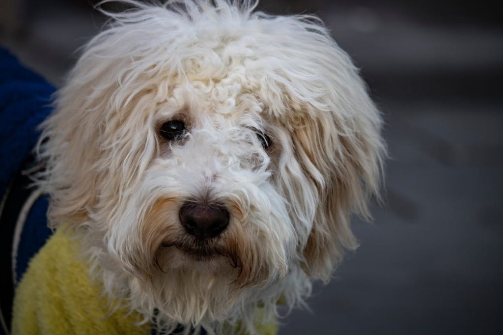 Close-up of a fluffy white dog with curly fur, capturing its soft, endearing expression.