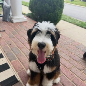 Ozzybear