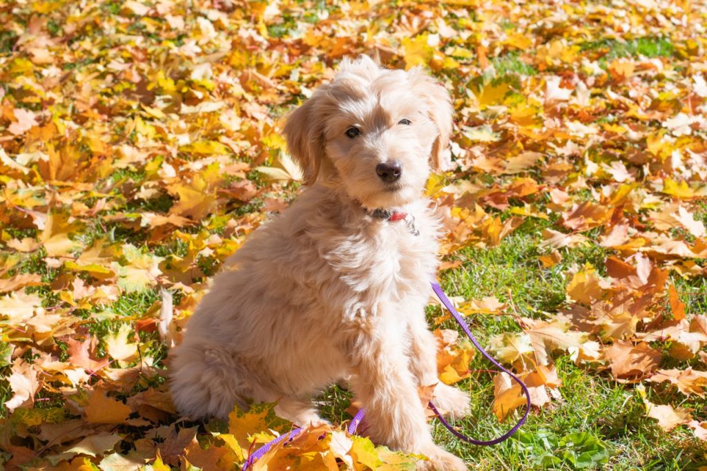 Cute Goldendoodle puppy playing in vibrant autumn leaves in Missoula, MT.