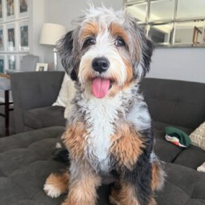 Royal miss ruby