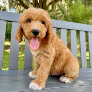 Available Puppies Sailor