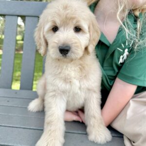 Available Puppies Sameera