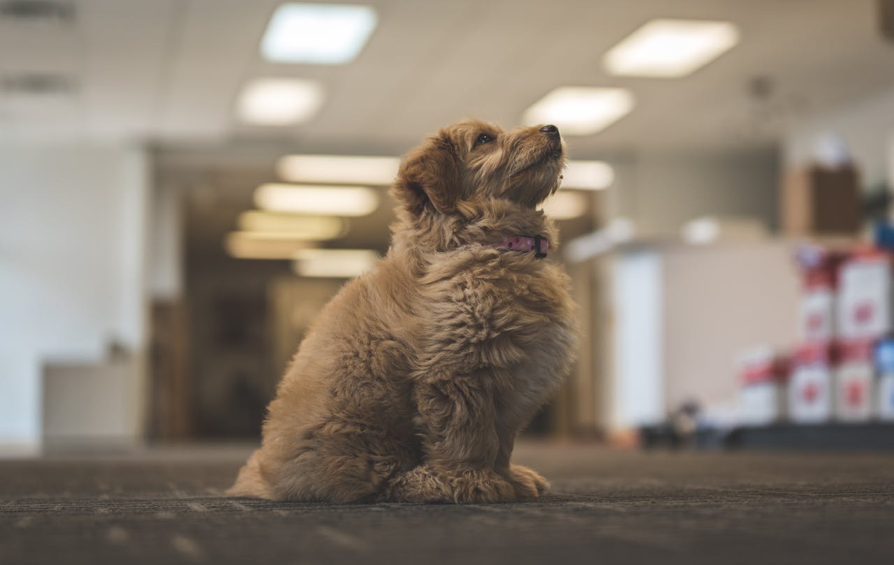 Cute Goldendoodle puppy sitting on the office floor, looking upward pensively.