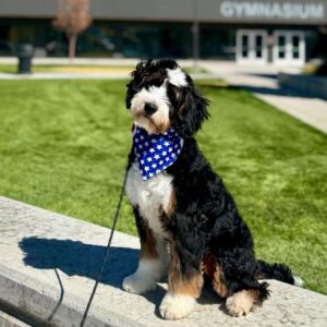 Available Puppies Strider