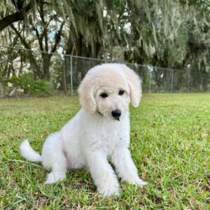 Available Puppies Sugar