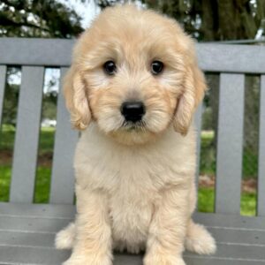 Available Puppies Sushi