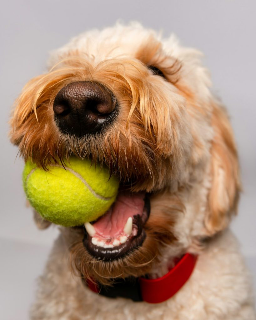 white-and-brown-long-coated-dog-playing-tennis-ball-szqaaxhxntu